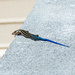 Lizard on a block... by thewatersphotos