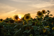 4th Sep 2023 - Sunflowers