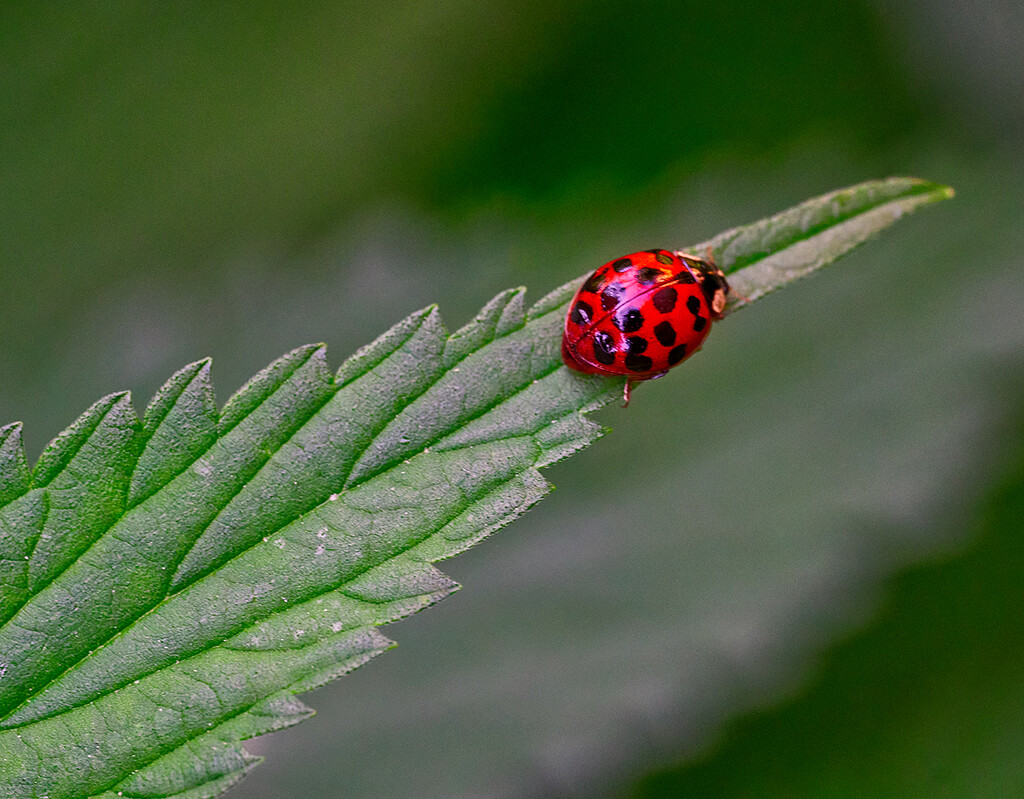 Ladybug on Leaf by gardencat