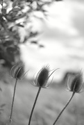 4th Sep 2023 - The Teasel Sisters