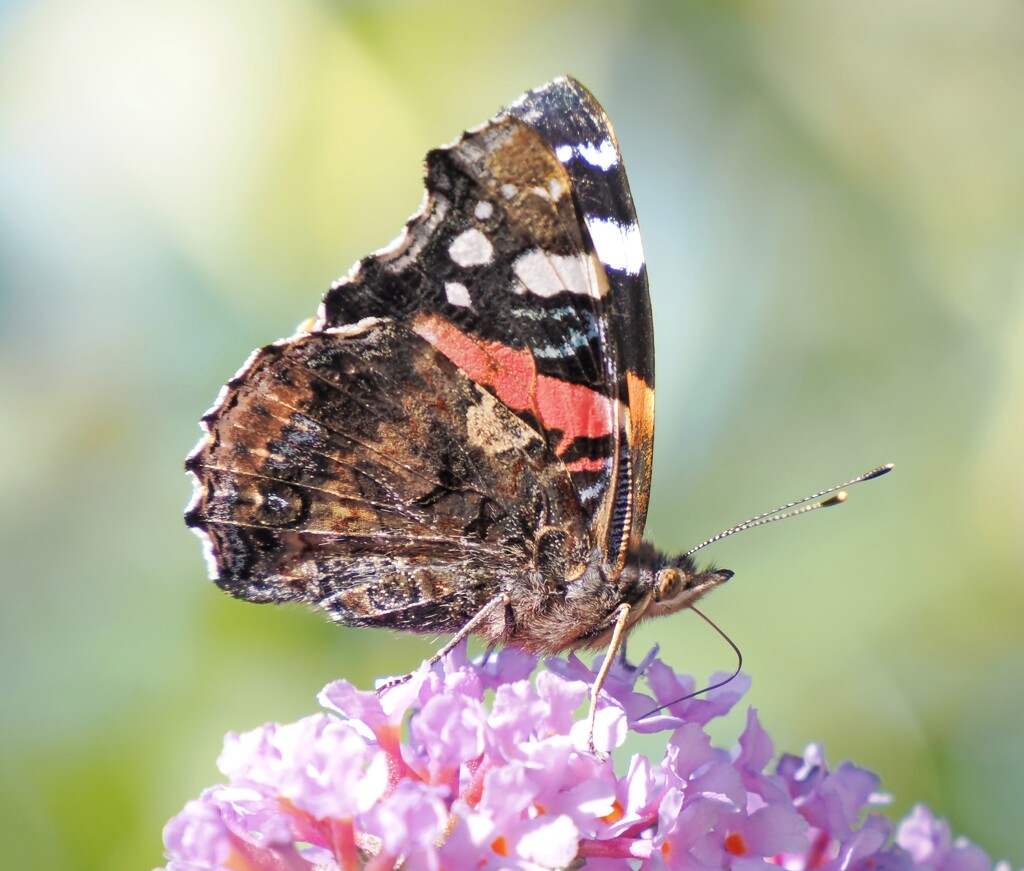  Red Admiral by jesika2