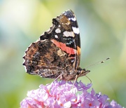 4th Sep 2023 -  Red Admiral