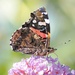  Red Admiral by jesika2