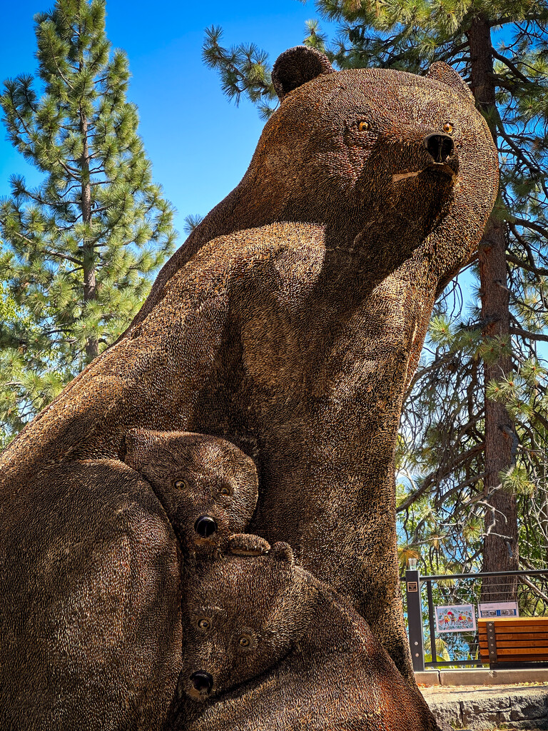 Tahoe Bears by shutterbug49
