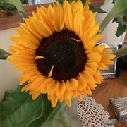 4th Sep 2023 - Sunflower on a Sunny Day