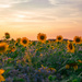 More Sunflowers by carole_sandford