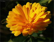 4th Sep 2023 - Yellow Flower