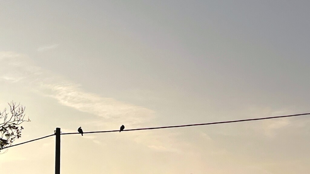 Bird(s) on a wire by gaillambert