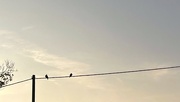 4th Sep 2023 - Bird(s) on a wire