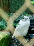 4th Sep 2023 - Snowy Owl