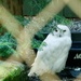 Snowy Owl by corinnec