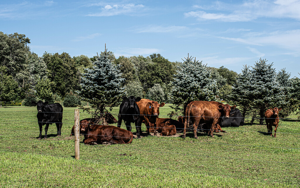 Heifers and Calves by darchibald