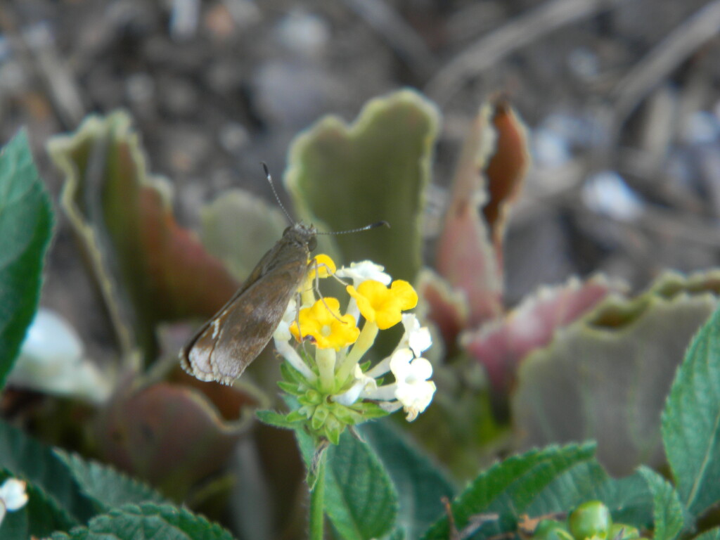 Butterfly on Yellow Flower  by sfeldphotos