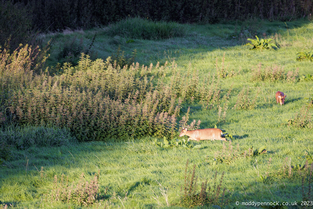 4 - Muntjac Deer by marshwader