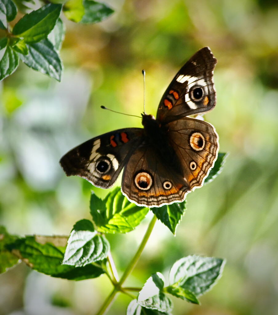 Common Buckeye Butterfly by ososki