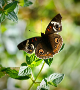 2nd Sep 2023 - Common Buckeye Butterfly