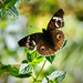 Common Buckeye Butterfly by ososki