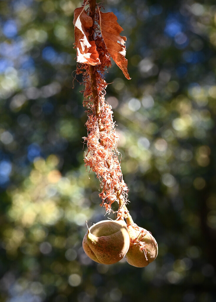 Dying Leaves, Growing Buckeye by ososki