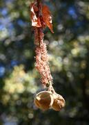 3rd Sep 2023 - Dying Leaves, Growing Buckeye