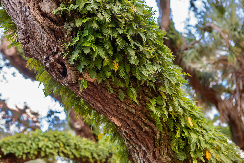 Fern growth on the trees by frodob