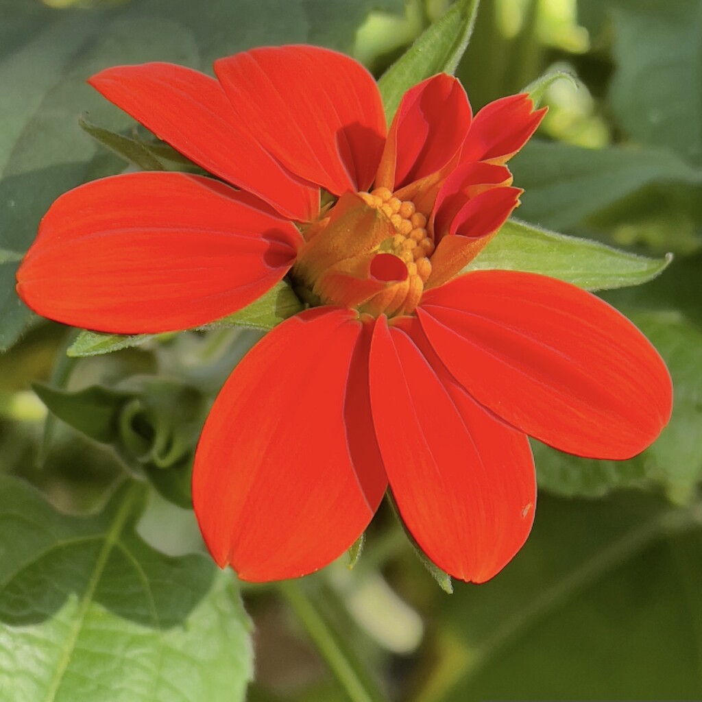 Mexican Sunflower almost full Bloom by eahopp