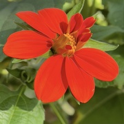 4th Sep 2023 - Mexican Sunflower almost full Bloom