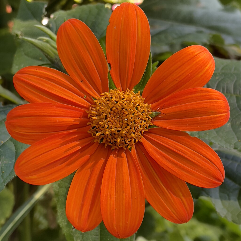 Mexican Sunflower Full Bloom by eahopp