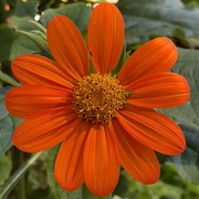 4th Sep 2023 - Mexican Sunflower Full Bloom