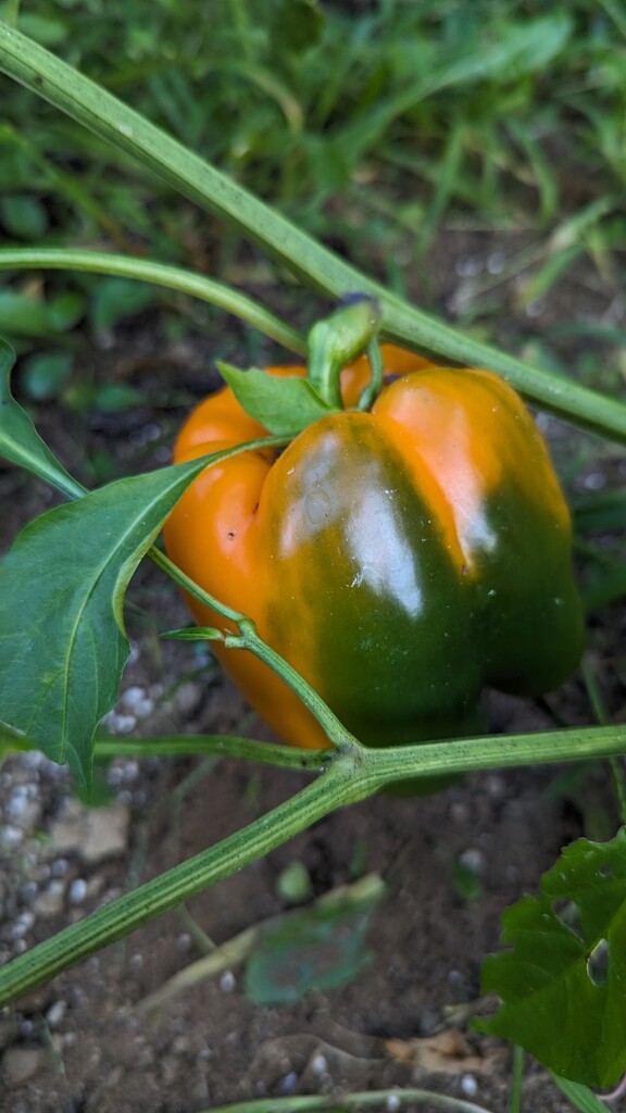 Turning Orange by julie