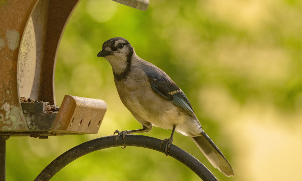 Blue Jay on the Feeder! by rickster549