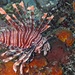 lionfish by wh2021
