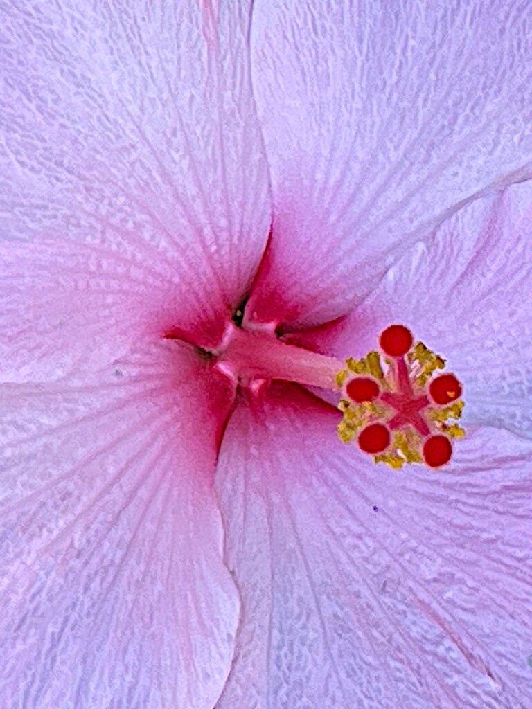 Hibiscus 3 by congaree