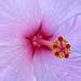 Hibiscus 3 by congaree