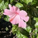Hibiscus 2 by congaree