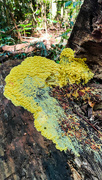 5th Sep 2023 - Slime mould