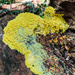 Slime mould by jeneurell