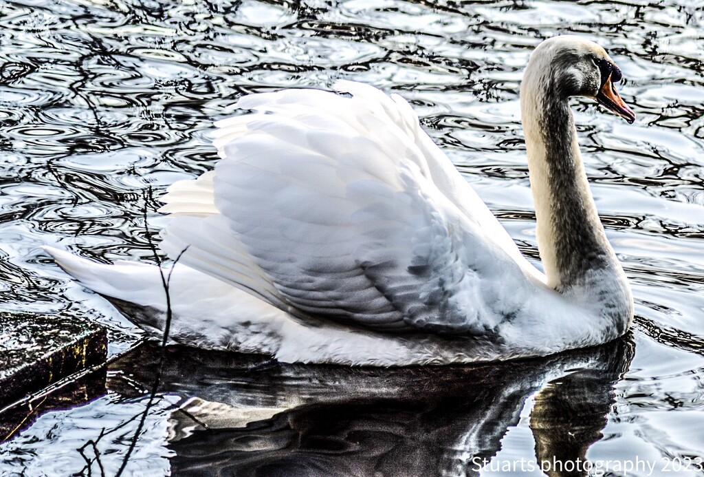 Solo swan  by stuart46