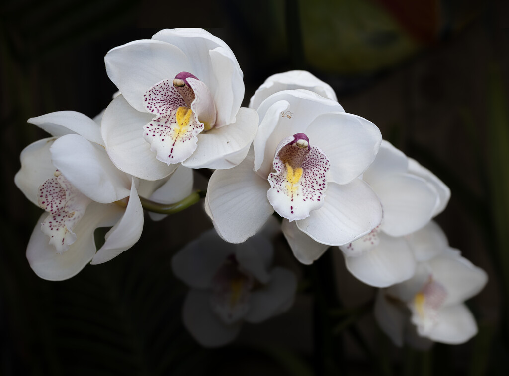 My orchids continue to flower by suez1e