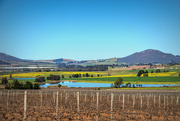 5th Sep 2023 - Unpruned vineyard