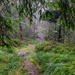 The enchanted (and wet :-) forest by helstor365