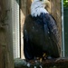 Bald Eagle by corinnec