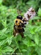 4th Sep 2023 - Bumblebee and Mint