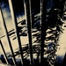 Shadows behind bars by aq21