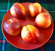 5th Sep 2023 - Five Nectarines. 