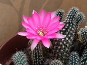 2nd Aug 2023 - Cactus back in bloom