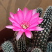 Cactus back in bloom by speedwell