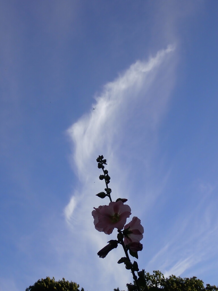 Wispy cloud and hollihock by speedwell