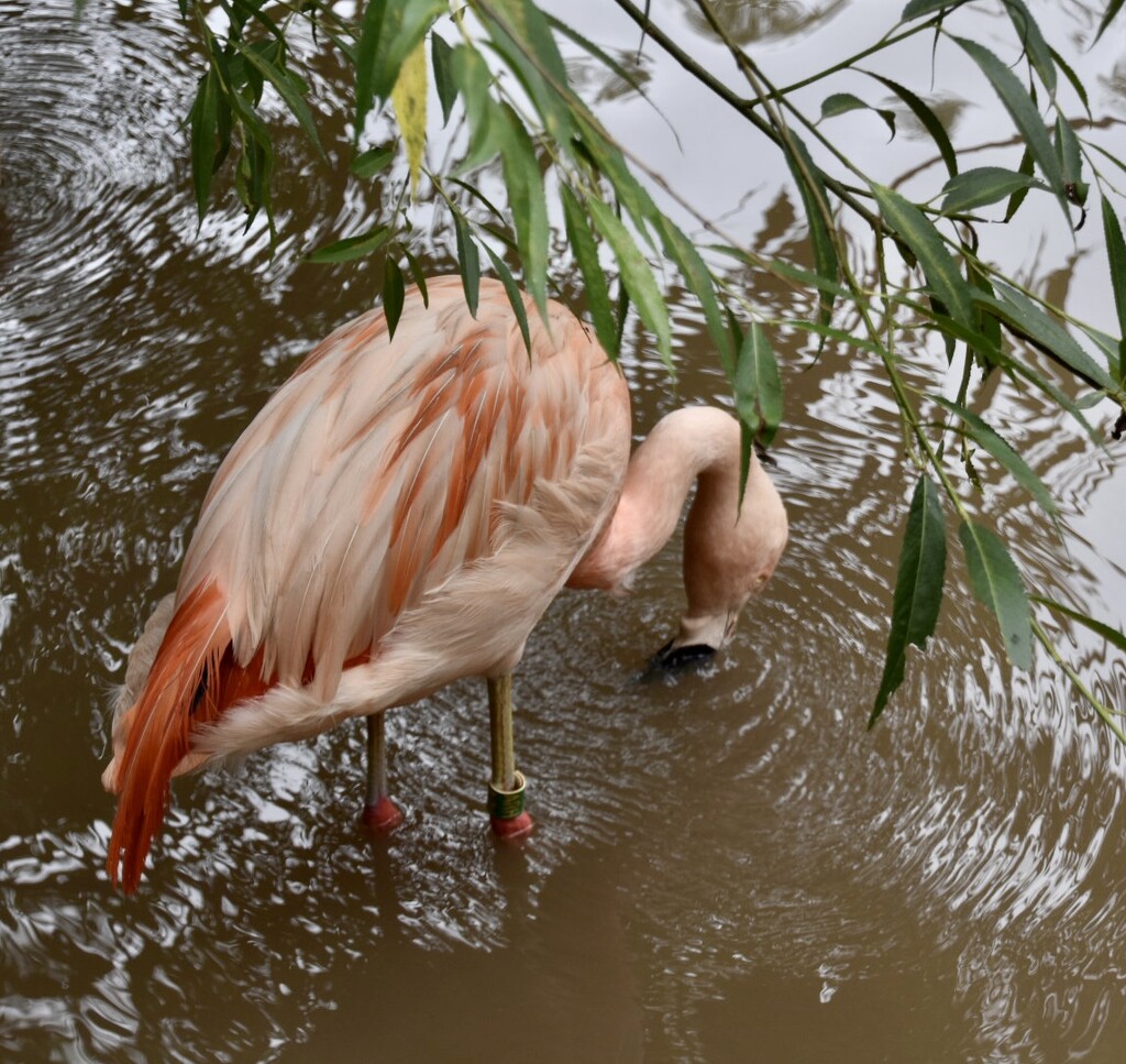 Flamingo by gillian1912