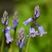 Blooming Bluebells P9059860 by merrelyn