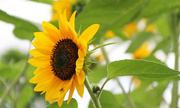 5th Sep 2023 - Sunflower 5